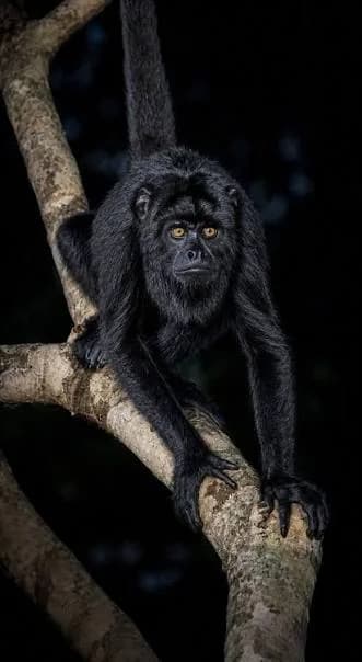 Mono Aullador Negro