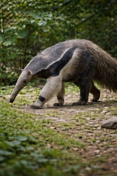 Oso Hormiguero Gigante