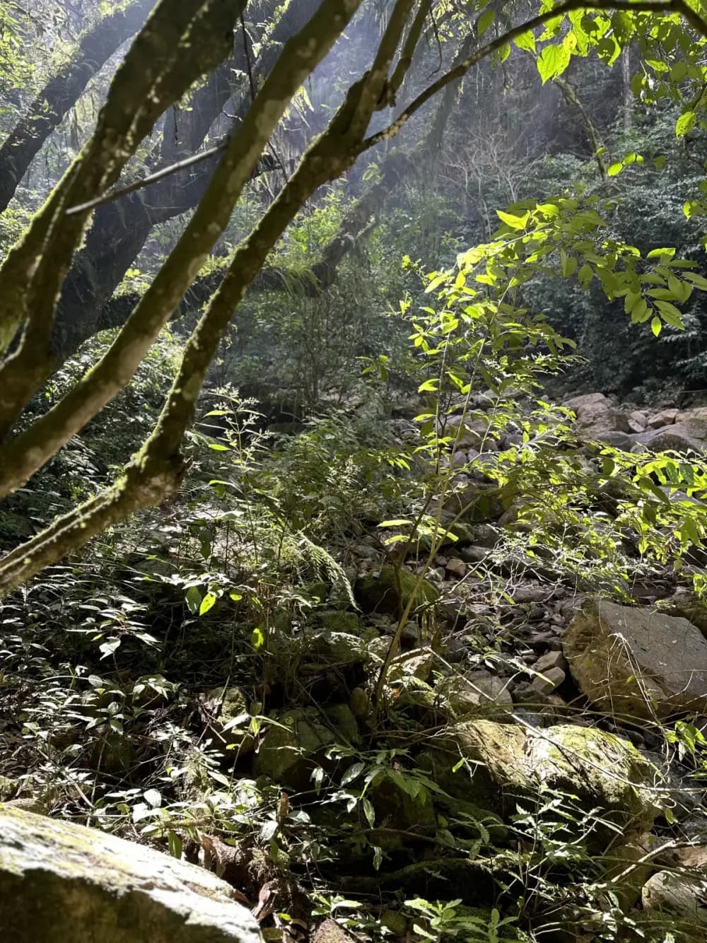 Nuestra Selva