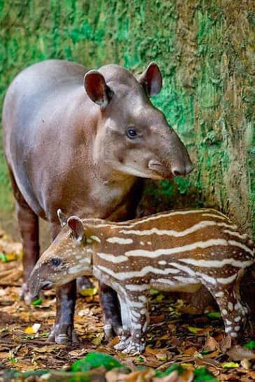 Tapir / Anta