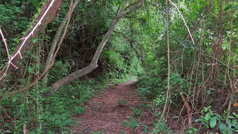 Sendero El Pedemontano en el Parque Nacional Calilegua