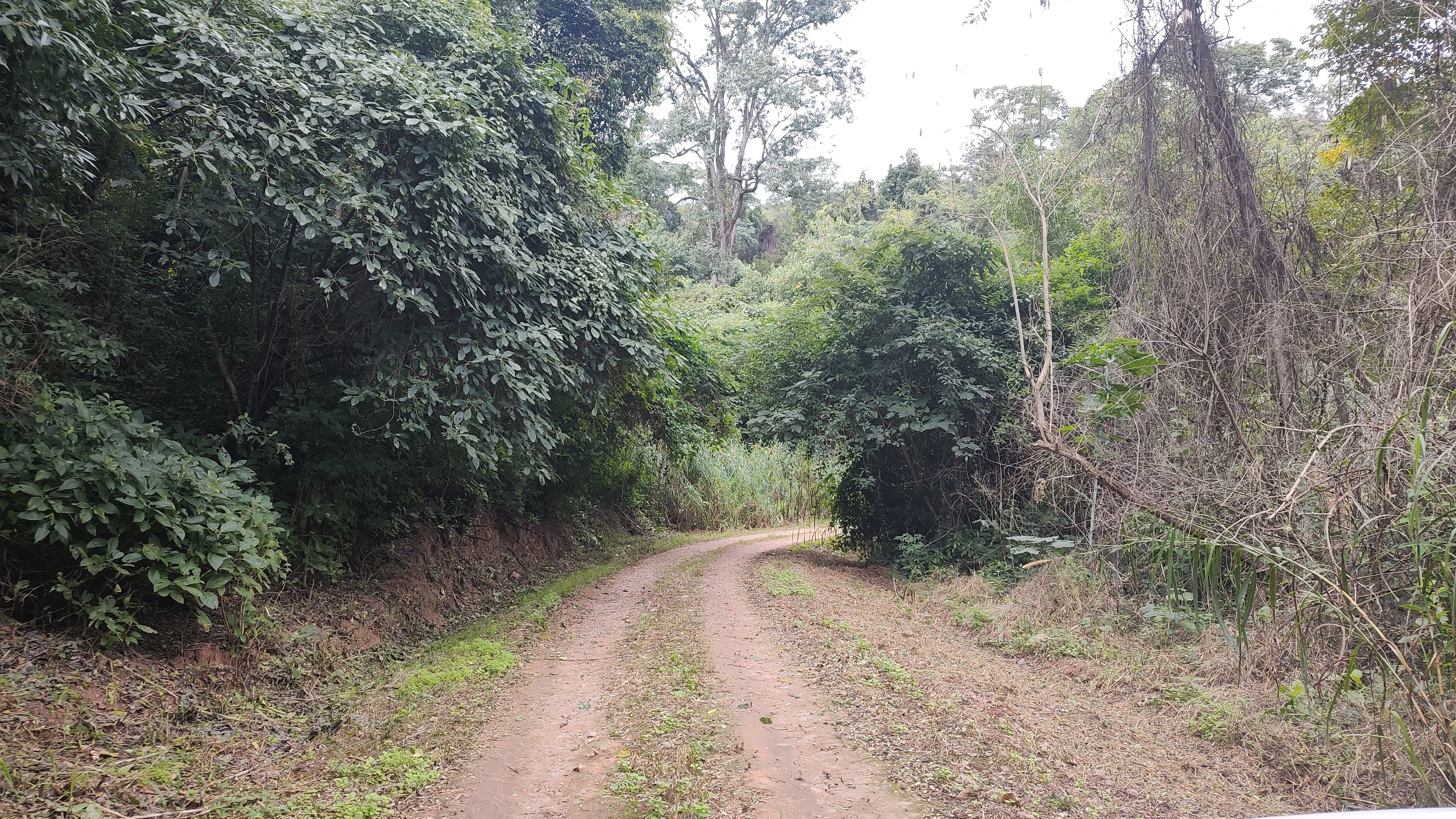 Camino interno del Parque Nacional Calilegua